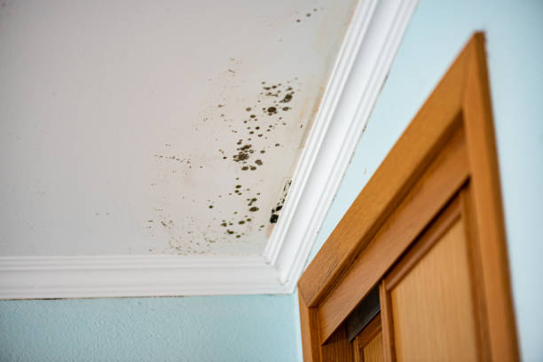 Best Professional Mold Removal  in Brittany Farms The Highlands, PA