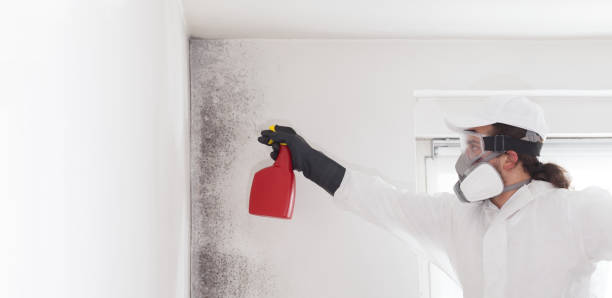 Best Mold Cleaning Services  in Brittany Farms The Highlands, PA