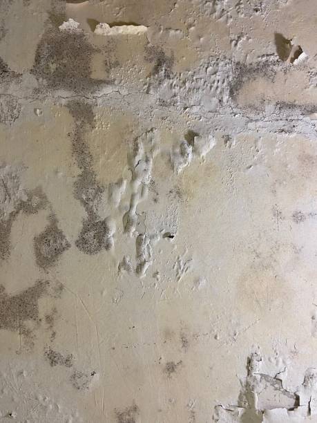 Best Mold Remediation  in Brittany Farms The Highlands, PA