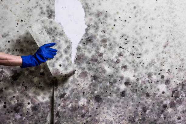 Best Fast Mold Removal  in Brittany Farms The Highlands, PA