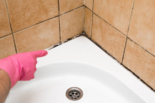 Best Attic Mold Removal  in Brittany Farms The Highlands, PA